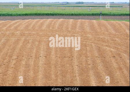 SERBIA, campo di mais e insilato di mais per impianto di biogas / SERBIEN, Svetozar Miletic bei Sombor, Agrarbetrieb Agro Plus Energy, Maisfelder und Silage für Biogasanlage Foto Stock