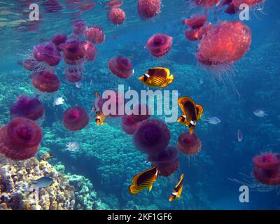 Cavolfiore di medusa (Cefea cefea), o ellisse di cavolfiore sulle scogliere del Mar Rosso. Foto Stock