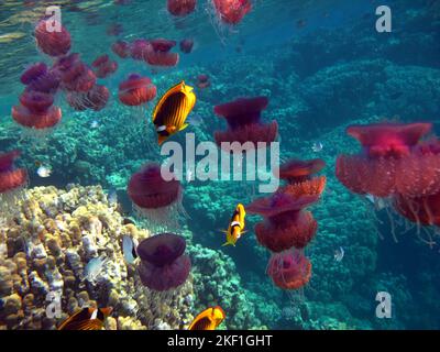 Pesci tropicali colorati su una barriera corallina, un mondo di favole incredibilmente bello. Nei giardini di corallo del Mar Rosso. Foto Stock