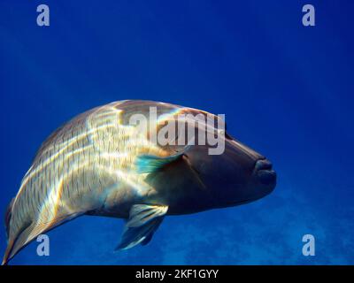 Pesce Napoleone. Pesce - tipo pesce osso Osteichthyes. Gubanovye - Labridae. Pesce - Napoleone. Foto Stock