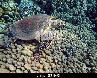 Tartaruga di mare di Hawksbill (specie CR) tartaruga di Hawksbill - Eretmochelys imbricata. Foto Stock