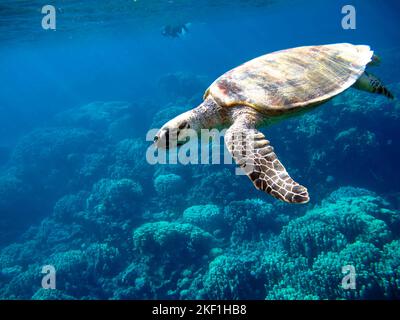 Tartaruga di mare di Hawksbill (specie CR) tartaruga di Hawksbill - Eretmochelys imbricata. Foto Stock