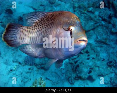 Pesce Napoleone. Pesce - tipo pesce osso Osteichthyes. Gubanovye - Labridae. Pesce - Napoleone. Foto Stock