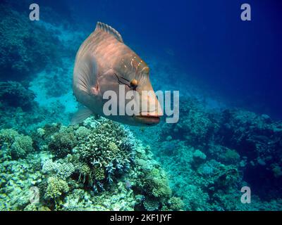 Pesce Napoleone. Pesce - tipo pesce osso Osteichthyes. Gubanovye - Labridae. Pesce - Napoleone. Foto Stock