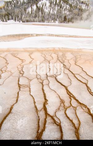 Tappetini batterici in Grand Prismatic Spring (inverno), Yellowstone National Park, Wyoming, USA Foto Stock