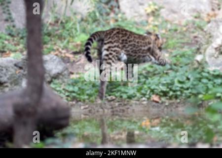 sfondo astratto sfocato di una corsa ocelot Foto Stock