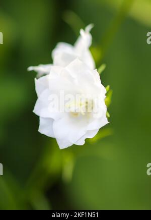 Campanula fiori bianchi Foto Stock