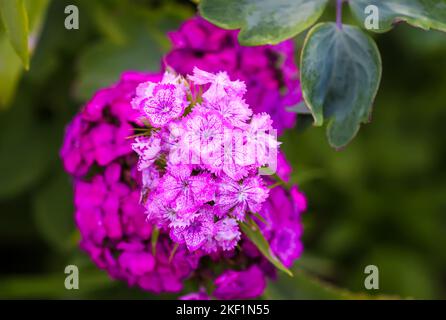 Fiori turchi rosa garofano in un giardino estivo. Foto Stock