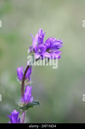 Primo piano con fiori selvatici viola estivi. Campanula glomerata fiori Superba. Foto Stock