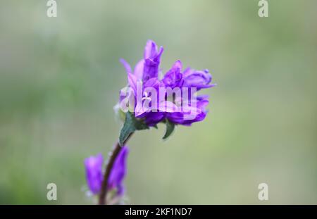 Primo piano con fiori selvatici viola estivi. Campanula glomerata fiori Superba. Foto Stock