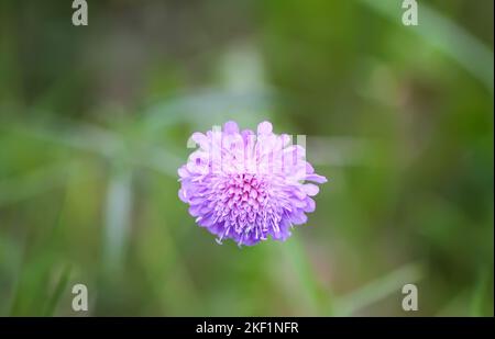 Impianto di colonbaria di Scabiosa. Fiore viola su un campo estivo. Foto Stock