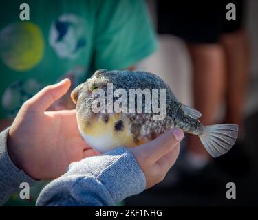 Un pesce puffer meridionale nelle mani di una persona Foto Stock