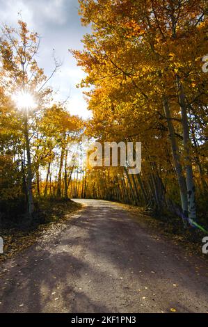 Un colpo verticale di una strada in una foresta di aspen dorati sotto la luce del sole Foto Stock
