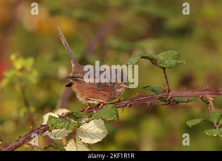 Dartford Warbler (Sylvia undata) primo uccello invernale arroccato sul Bramble Eccles-on-Sea, Norfolk, UK 2nd ottobre 2022 Foto Stock