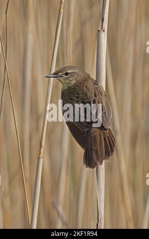 Comune Grasshopper-Warbler (Locustella naevia naevia) adulto arroccato su canna Eccles-on-Sea, Norfolk, Regno Unito. Maggio Foto Stock