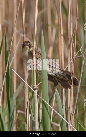 Comune Grasshopper-Warbler (Locustella naevia naevia) adulto aggrappato a canna Eccles-on-Sea, Norfolk, Regno Unito. Maggio Foto Stock