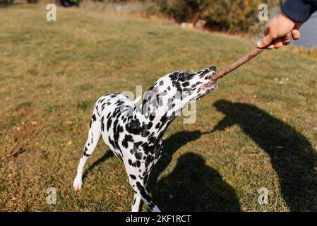 Cane dalmata che gioca con un grande bastone all'aperto in autunno Foto Stock