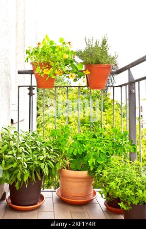 Concetto di giardinaggio urbano: Verdure ed erbe su un balcone cittadino. Pentole o contenitori con piante di salvia, patata, menta, nasturzio e rosmarino in estate. Foto Stock