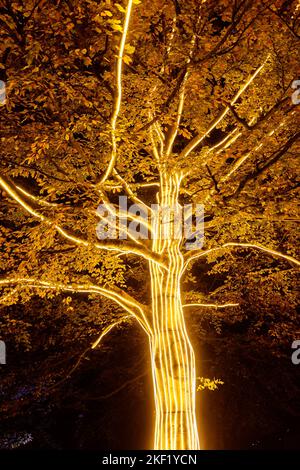 Kew Gardens, Londra, Regno Unito. 15th novembre 2022. Oltre un milione di luci scintillanti illuminano gli iconici Kew Gardens mentre la loro esposizione di luci natalizie ritorna per 10th anno. Il Natale a Kew è un'escursione per visitatori di tutte le età, che si svolgerà da mercoledì 16 novembre 2022 a domenica 8 gennaio 2023. Foto di Amanda Rose/Alamy Live News Foto Stock