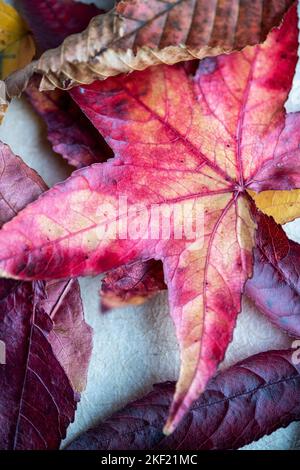 Un mucchio di colorate Foglie di autunno Foto Stock