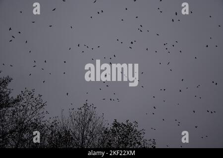 dunkle winterstimmung am neuenburgersee Foto Stock