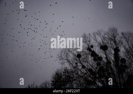 dunkle winterstimmung am neuenburgersee Foto Stock