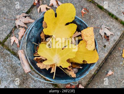 qualche foglia gialla di fico raccolta in un secchio vecchio posto sulle lastre di pietra nel cortile Foto Stock