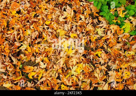 uno spesso tappeto di foglie gialle e arancioni caduto sul terreno nel cortile posteriore nel tardo autunno con una piccola pezza di foglie di piante di menta verde Foto Stock