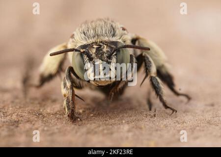 Primo piano su un'ape mediterranea bianca, Amegilla albigena Foto Stock