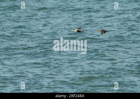 Comune Eider (Somateria mollisima) coppia in volo sopra il Mare del Nord Foto Stock