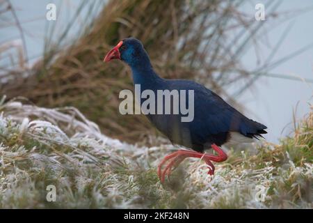 Swamphen occidentale (Porphyrio porphyrio) camminando in erba con il brina. Si tratta di una specie estremamente rara nei Paesi Bassi, la seconda in assoluto Foto Stock