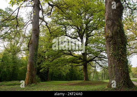 Mächtige Eichen rund um das Schloss Bournel in der Franche-Comté Foto Stock