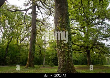 Mächtige Eichen rund um das Schloss Bournel in der Franche-Comté Foto Stock