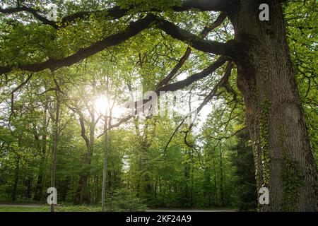 Mächtige Eichen rund um das Schloss Bournel in der Franche-Comté Foto Stock