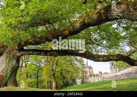Mächtige Eichen rund um das Schloss Bournel in der Franche-Comté Foto Stock