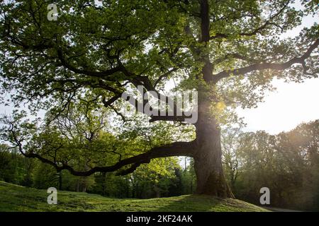 Mächtige Eichen rund um das Schloss Bournel in der Franche-Comté Foto Stock