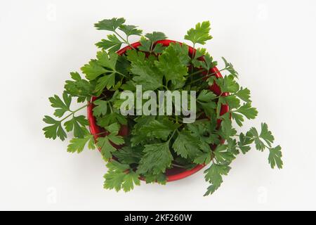 prezzemolo in una ciotola isolata senza nessuno. Foto Stock