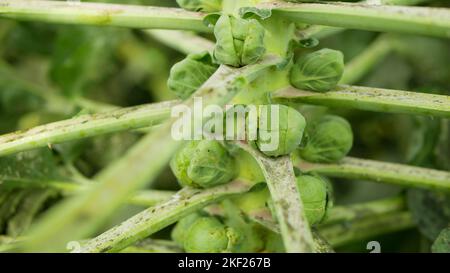 Whitefly Aleyrodes proletella peste bruxelles germoglio Brassica oleracea cavolo nocivo adulti larve sul lato inferiore della pianta foglia. Problema di fattoria Foto Stock