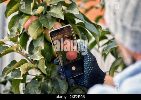 mani contadino scattare foto con smartphone mobile in interni mele biologiche prodotti in serra giardino vivaio fattoria, agricoltura, smart farm Foto Stock