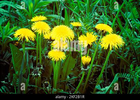 1990s GRUPPO DI DENTELLI GIALLI Taraxacum officinale FIORI IN CRESCITA SELVATICA - kf30053 LGA001 HARS VECCHIO STILE Foto Stock