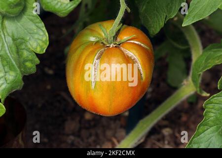 Cracking di pomodoro causato da innaffiamento irregolare. Pomodoro grande rosso maturo con crosta di buccia. Immagine ravvicinata di un frutto di pomodoro fessurato, che cresce su una pianta. Foto Stock