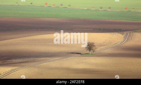 Un solo albero in un campo agricolo di terreno e colture in campagna, paesaggio rurale di terreno agricolo nel distretto di Hodonin della Moravia meridionale, Repubblica Ceca Foto Stock