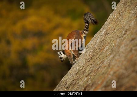 Lemur dalla coda ad anello - Lemur catta Grande primate strepsirrina con coda lunga, bianca e nera, endemica del Madagascar, conosciuta localmente in Malgascio A. Foto Stock