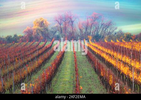 L'alba dorata o la luce del tramonto su un vigneto colorato e una collina nel paesaggio rurale del distretto di Hodonin nella Moravia meridionale, Foto Stock