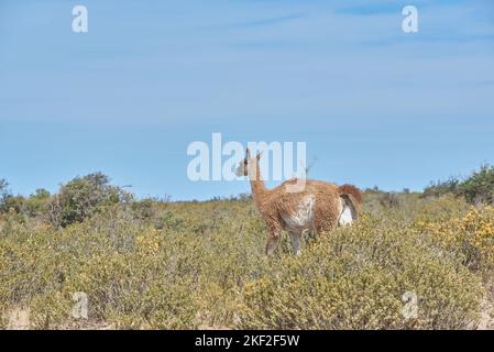 Guanacos nella penisola di Valdés, Patagonia Argentina Foto Stock