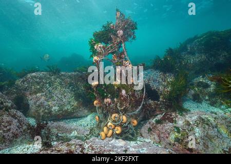 Vecchia rete da pesca aggrovigliata sott'acqua sul fondo dell'oceano, Atlantico orientale, Spagna Foto Stock