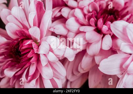 I crisantemi, talvolta chiamati mamme o crisantemi, sono piante in fiore del genere Chrysanthemum della famiglia Asteraceae. Sono nativi dell'Oriente Foto Stock