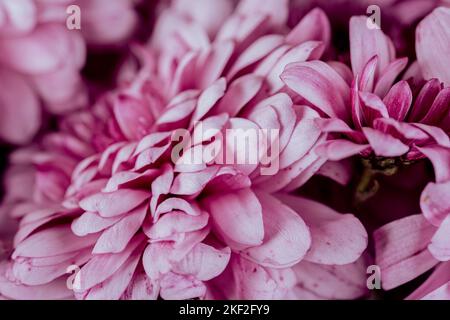 I crisantemi, talvolta chiamati mamme o crisantemi, sono piante in fiore del genere Chrysanthemum della famiglia Asteraceae. Sono nativi dell'Oriente Foto Stock