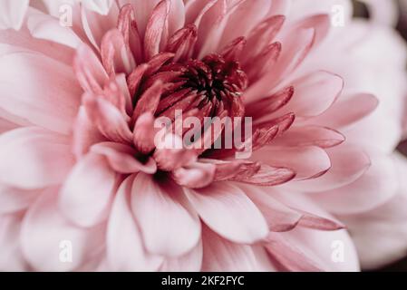 I crisantemi, talvolta chiamati mamme o crisantemi, sono piante in fiore del genere Chrysanthemum della famiglia Asteraceae. Sono nativi dell'Oriente Foto Stock