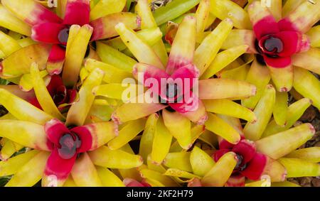 Neoregelia carolinae è una specie del genere Neoregelia. E' noto per il suo centro che diventa rosso quando sta per fiorire, per il suo centro Foto Stock